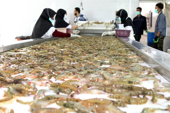 شتاب توسعه صنایع تبدیلی هرمزگان