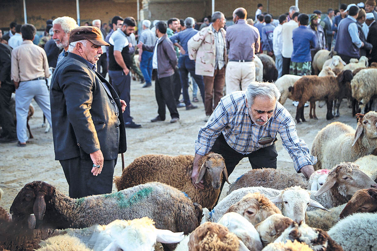 میدان دام در بافت مسکونی 