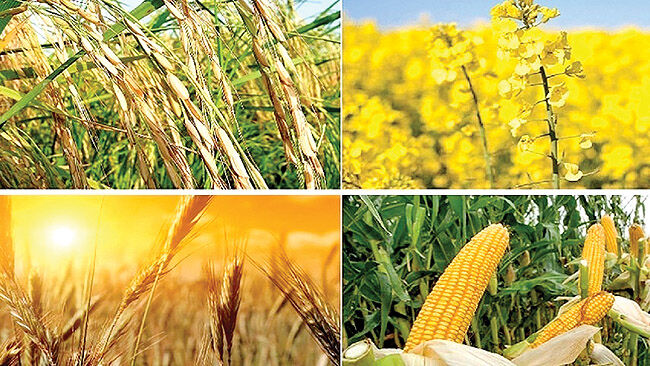 مدیریت تخصیص ارز کالاهای اساسی