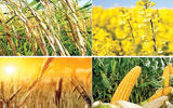مدیریت تخصیص ارز کالاهای اساسی