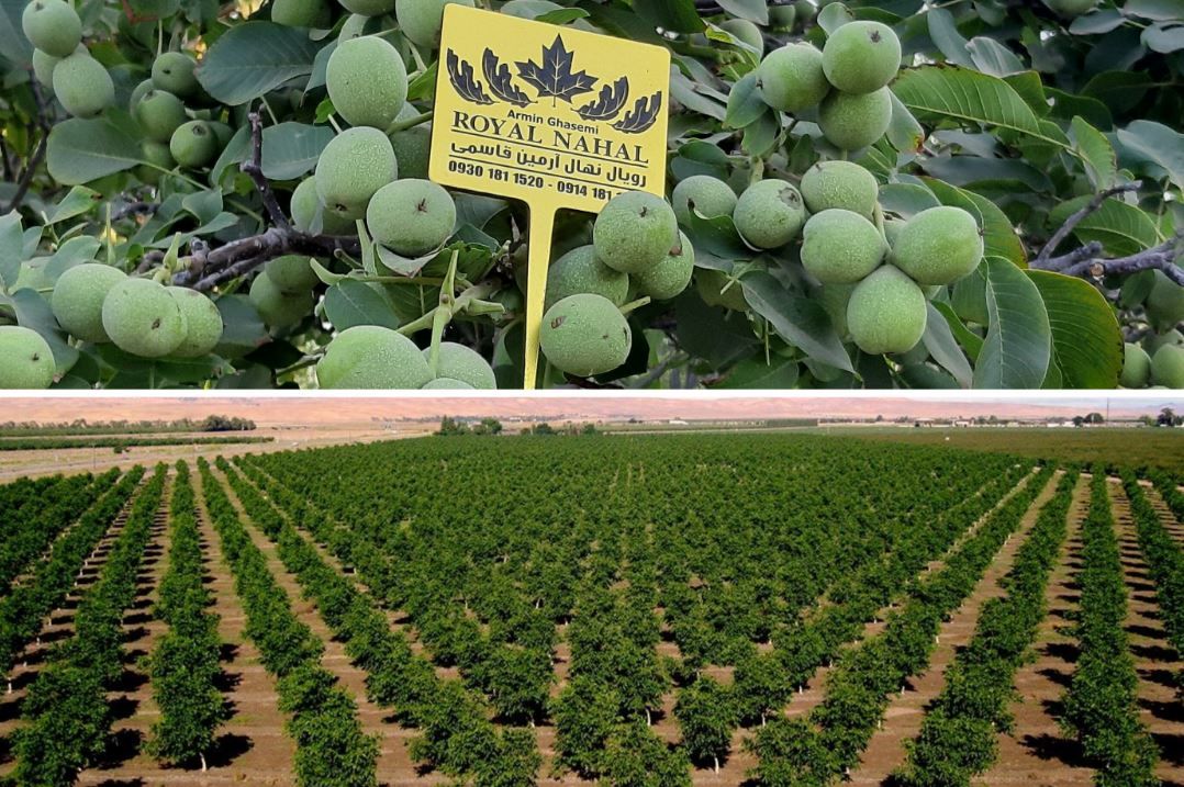 صفر تا صد احداث باغ گردو | طراحی، کاشت و فروش نهال گردو با ضمانت کیفیت توسط مجموعه تخصصی رویال نهال