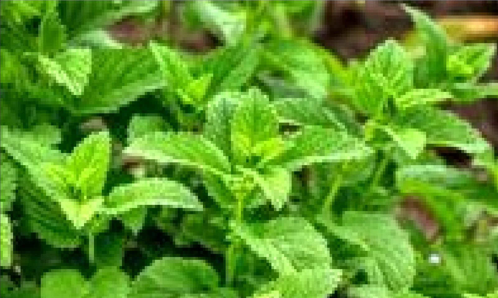 دمنوشی معجزه‌آسا در درمان نفخ شکم 