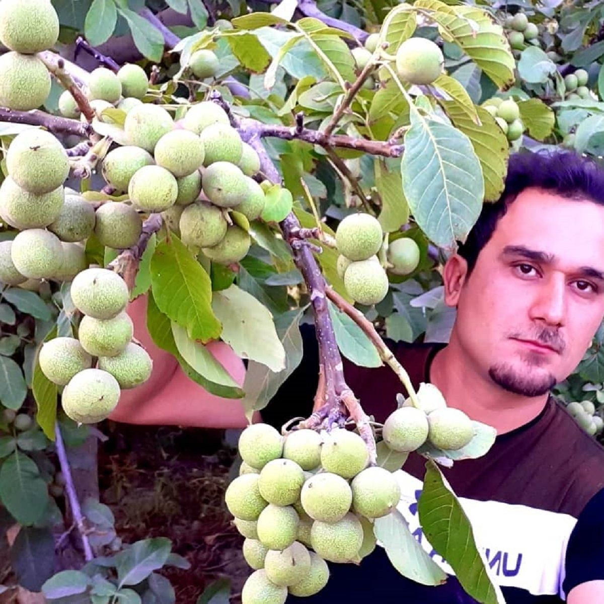 فروش ویژه نهالستان: خرید نهال گردو چندلر و فرنور پیوندی «150 هزار تومان»