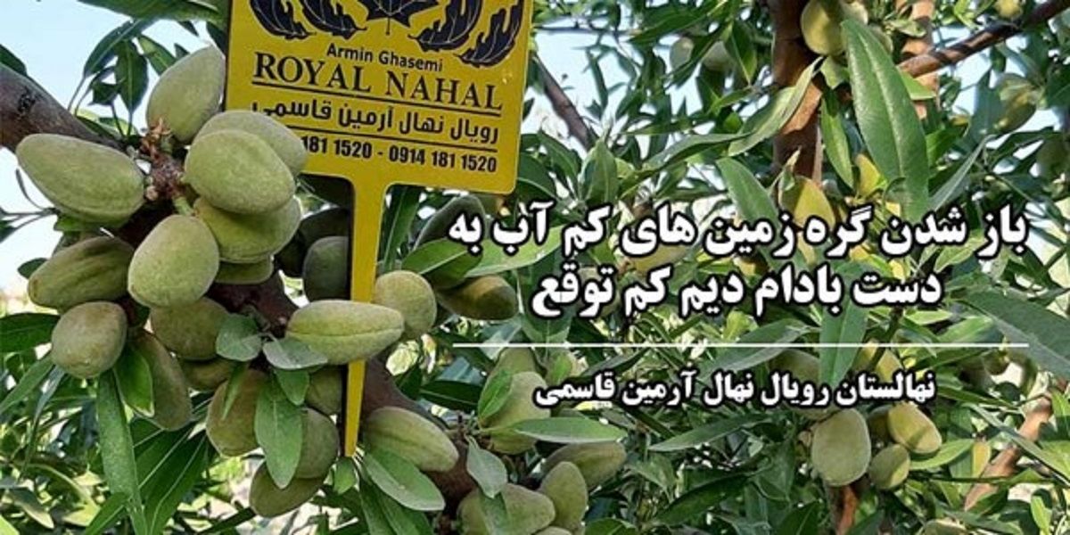 احداث باغات مدرن بادام در زمین های کم آب