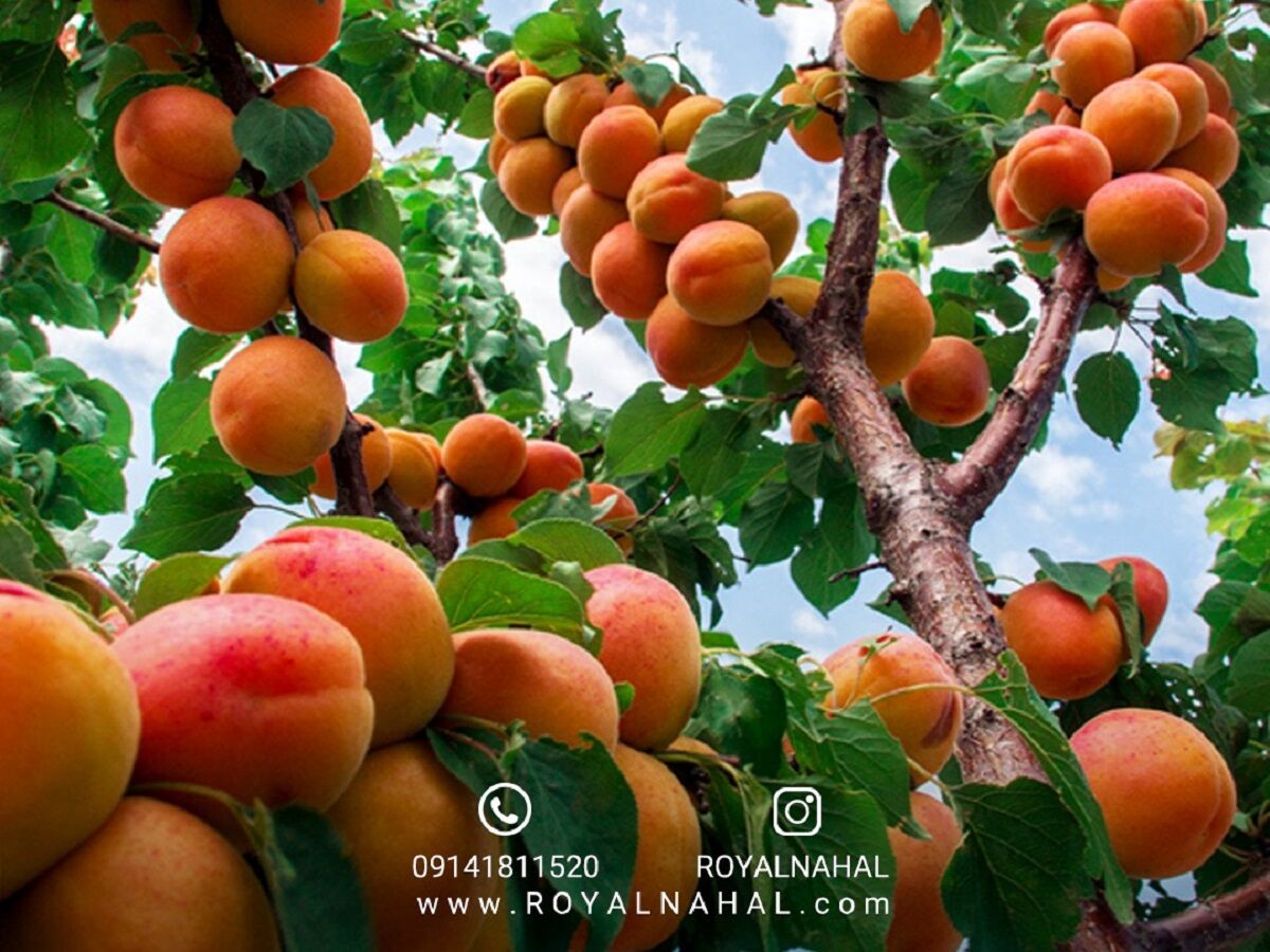 خرید نهال زردآلو اصلاح شده و پیوندی از بزرگترین تولید کننده نهال در ایران