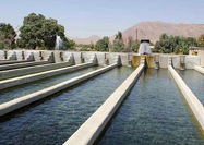 703 مزرعه پرورش آبزیان در استان لرستان فعال است