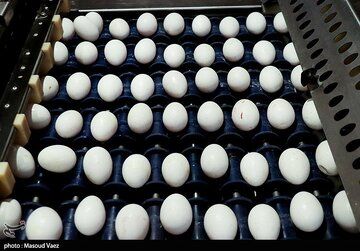 صادرات تخم مرغ رکورد زد