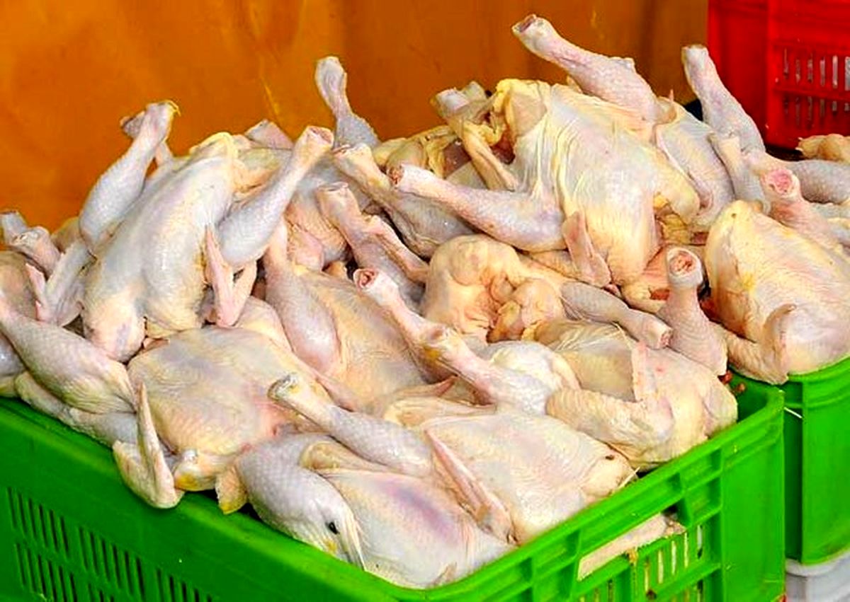 آمار صادرات مرغ در سال ۱۴۰۳/ تولید مرغ از مصرف پیشی گرفت