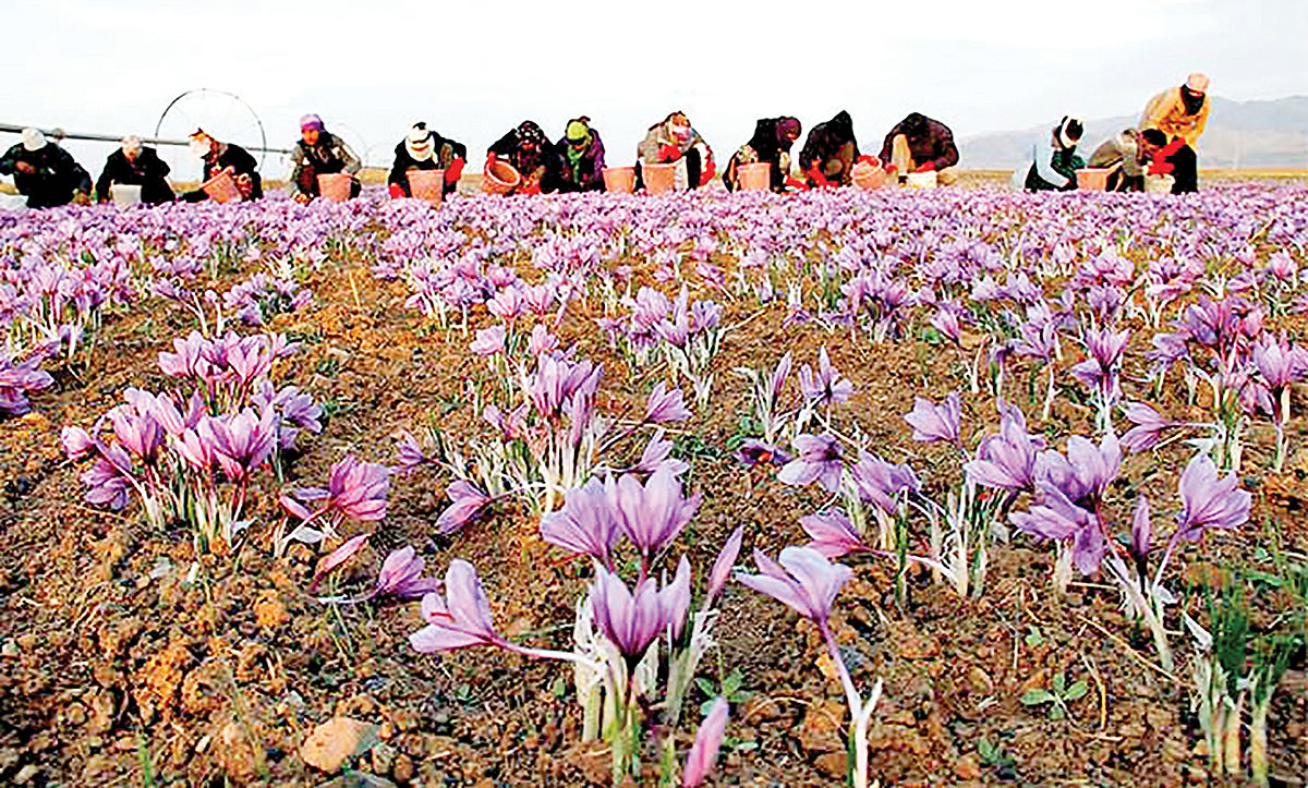 کاهش ۵۰‌درصدی تولید زعفران در سال زراعی جاری