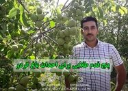 پنج قدم طلایی برای احداث «باغ گردو»