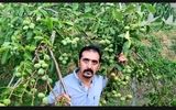 خرید نهال گردو یارانه ای جهاد کشاورزی تنها با 67  هزار تومان
