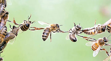  استعاره‌‌هایی در تبیین رهبری سازمان