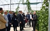 میوه‌های استوایی در جلفا به مرحله برداشت رسید