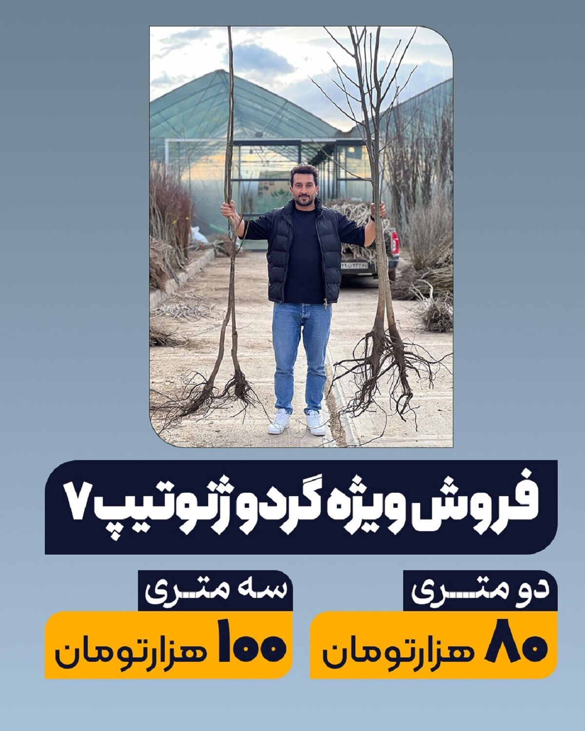  فروش نهال گردو ژنوتیپ رویال فقط به قیمت 80 هزار تومان