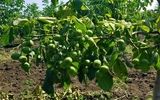  خرید نهال گردو 45 هزارتومانی و بادام 30 هزارتومانی در نهالستان وکیلی؛ انتخاب باغداران حرفه ای