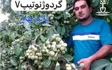 سود میلیاردی با کاشت نهال گردو (برترنهال)