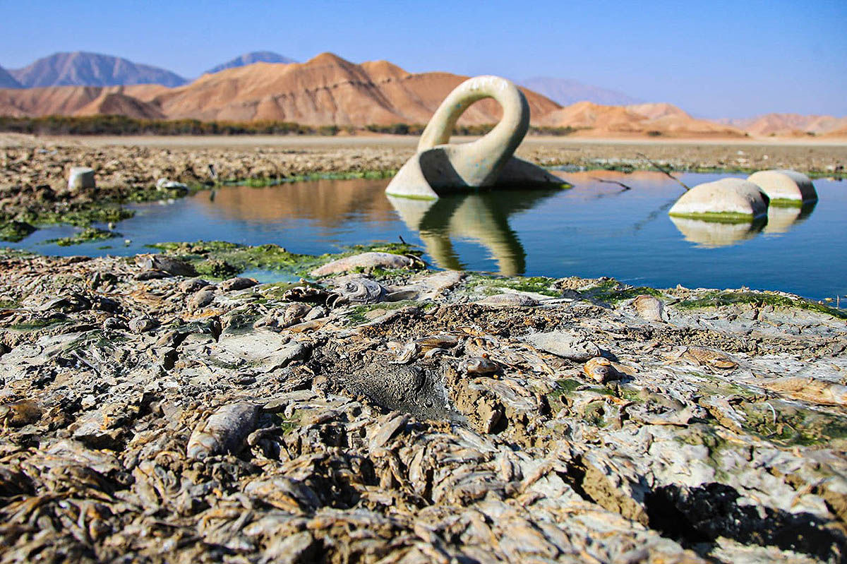 مرگ ماهی‌های عبدل‌آباد