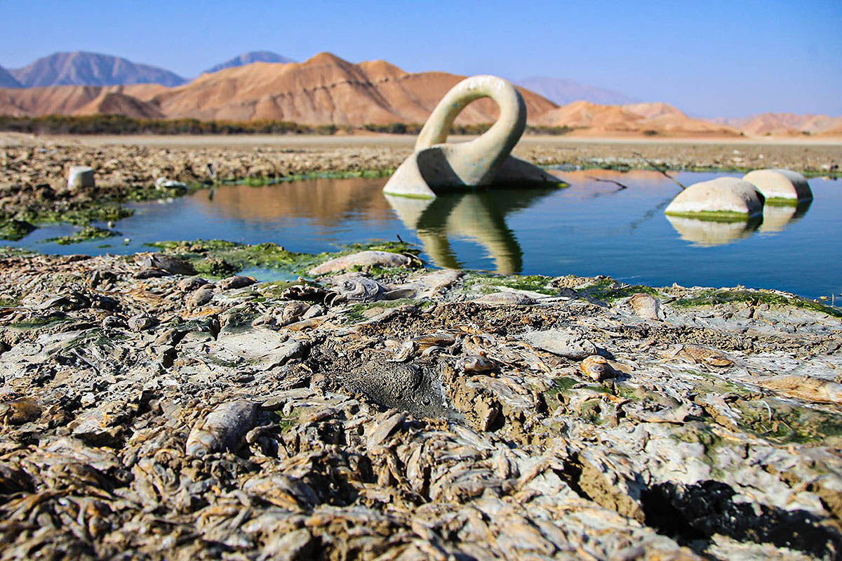 مرگ ماهی‌های عبدل‌آباد