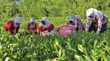 چای‌کاران زیر فشار قیمت‌ دستوری