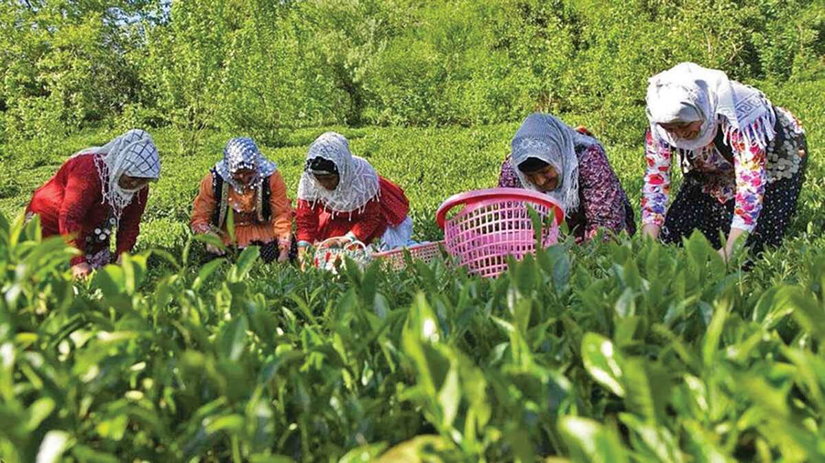 چای‌کاران زیر فشار قیمت‌ دستوری