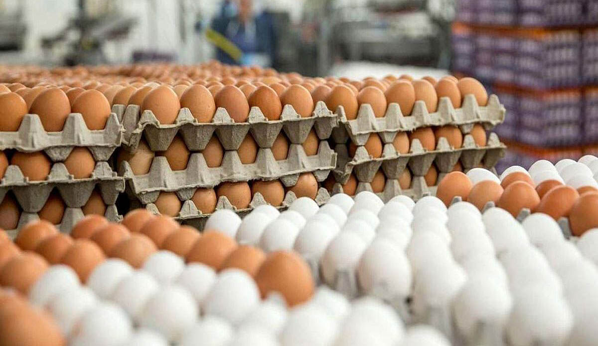 ادامه فرآیند خرید حمایتی تخم‌مرغ  