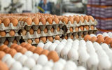 ادامه فرآیند خرید حمایتی تخم‌مرغ  