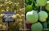 خرید بهترین «نهال گردو» میلیاردی، سرمایه‌گذاری در باغ شما