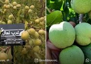 خرید بهترین «نهال گردو» میلیاردی، سرمایه‌گذاری در باغ شما