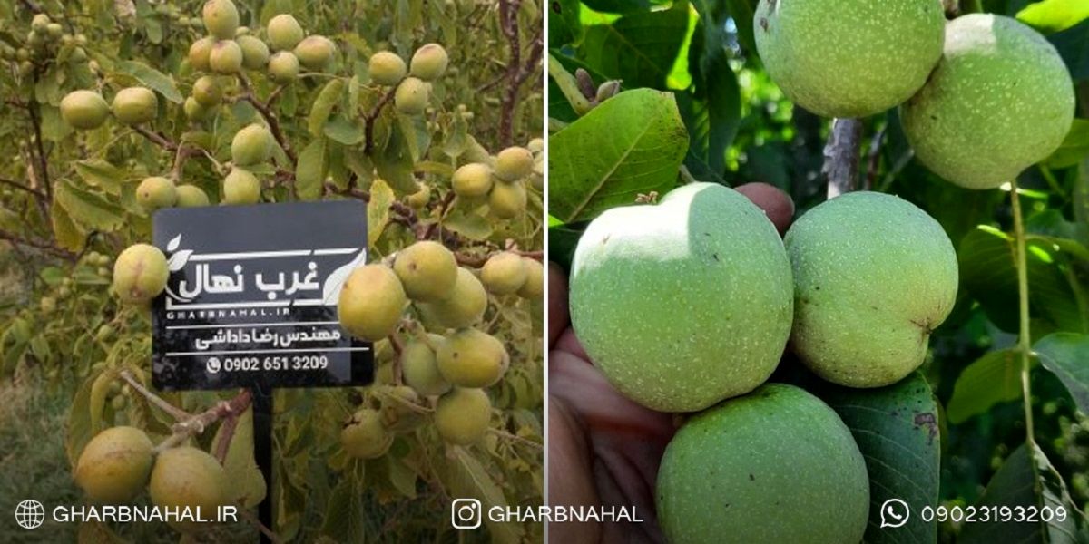 خرید بهترین «نهال گردو» میلیاردی، سرمایه‌گذاری در باغ شما