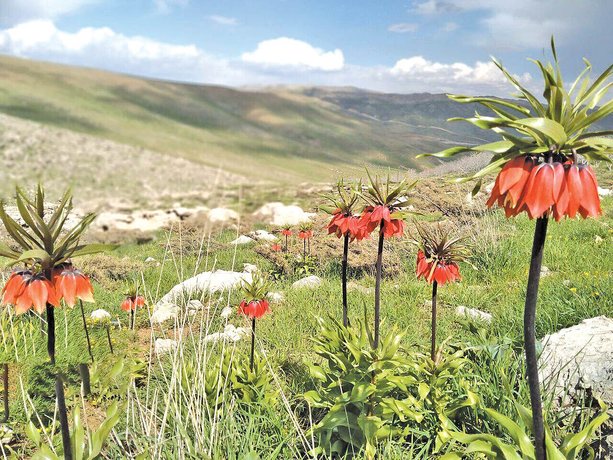 مسیر دسترسی به دشت لاله های واژگون در غرب اصفهان مسدود است