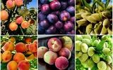خرید نهال از قطب نهال ایران با قیمت شگفت انگیز ۲۸هزارتومان + با چک معتبر ۵ماهه