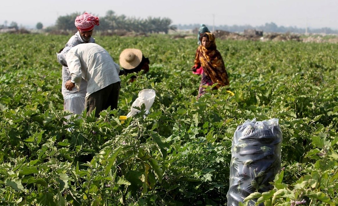 بازآفرینی الگوی کشت درهرمزگان