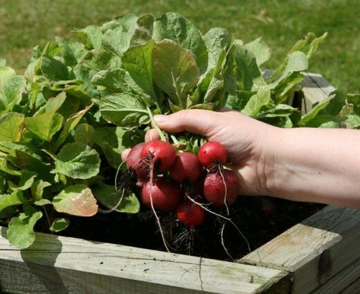 روش‌هایی برای تازه نگه داشتن سبزی خوردن برای مدت طولانی