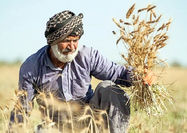 پرداخت مطالبات کشاورزان گلستان با سرعت انجام می‌شود