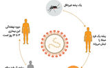 نبرد پشه‌ها در قاره کهن