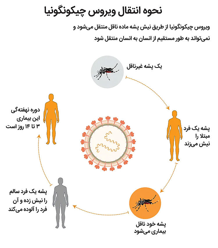 نبرد پشهها در قاره کهن