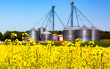 جهش ظرفیت صادرات روغن کلزا ی کانادا