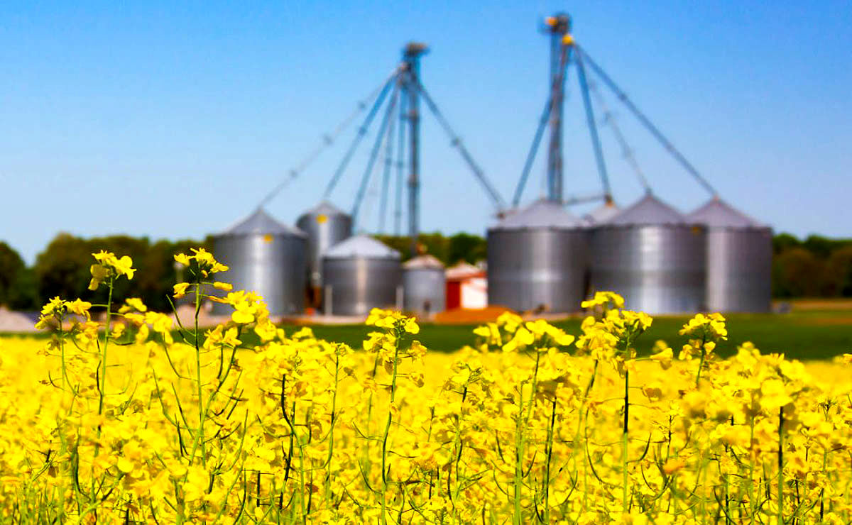 جهش ظرفیت صادرات روغن کلزا ی کانادا