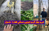 خرید نهال گردو ژنوتیپ ضمانتی فقط با 50 هزار