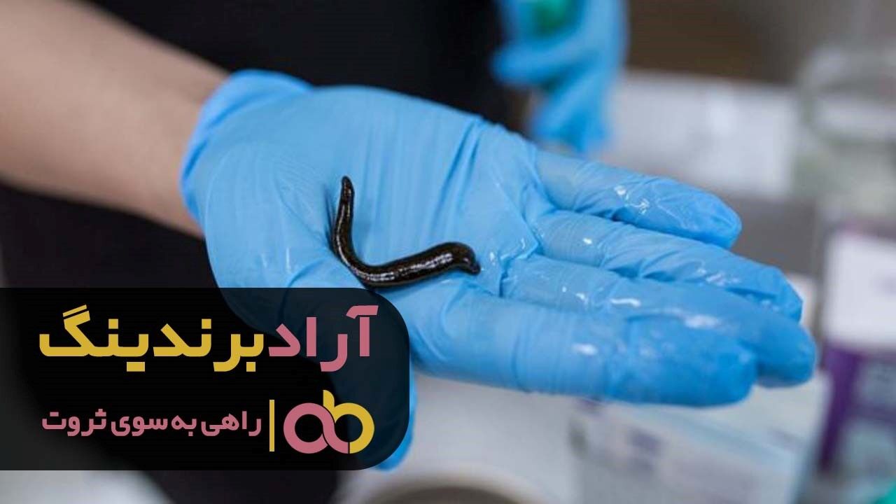 زالو آب شیرین بخرم یا دریایی