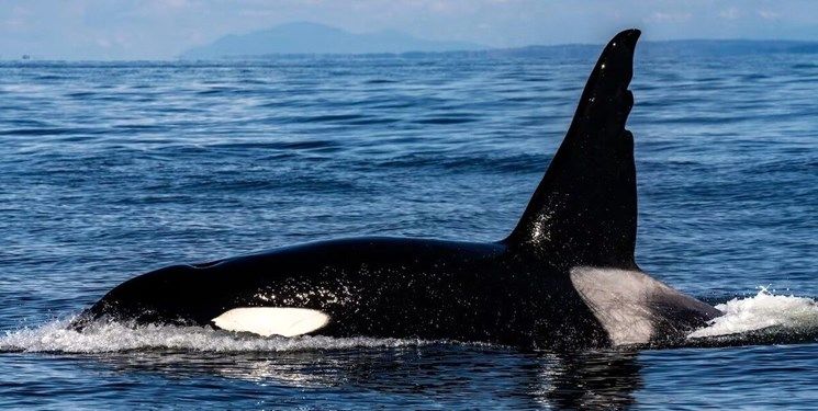 دیده شدن نهنگ قاتل در جزیره کیش+جزییات