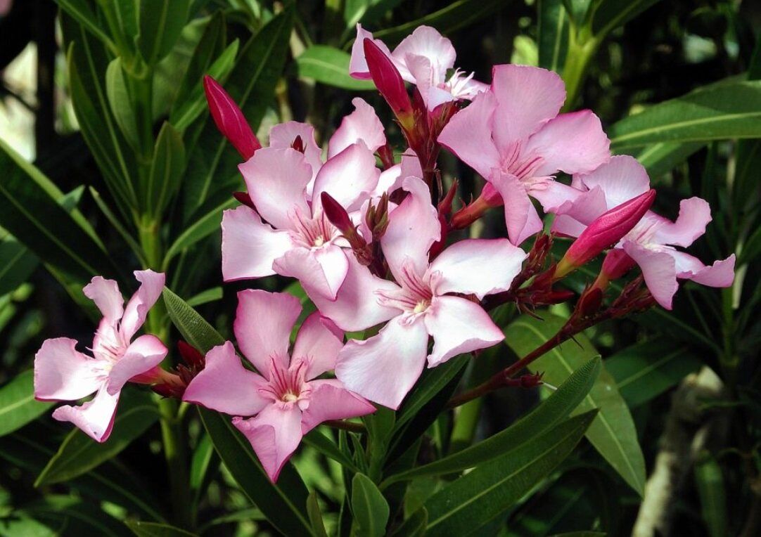 خواهرزاده برای خلاص شدن از صدای خروپف دایی‌اش، او را مسموم کرد