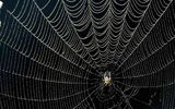 بزرگترین تار عنکبوت جهان را ببینید + فیلم