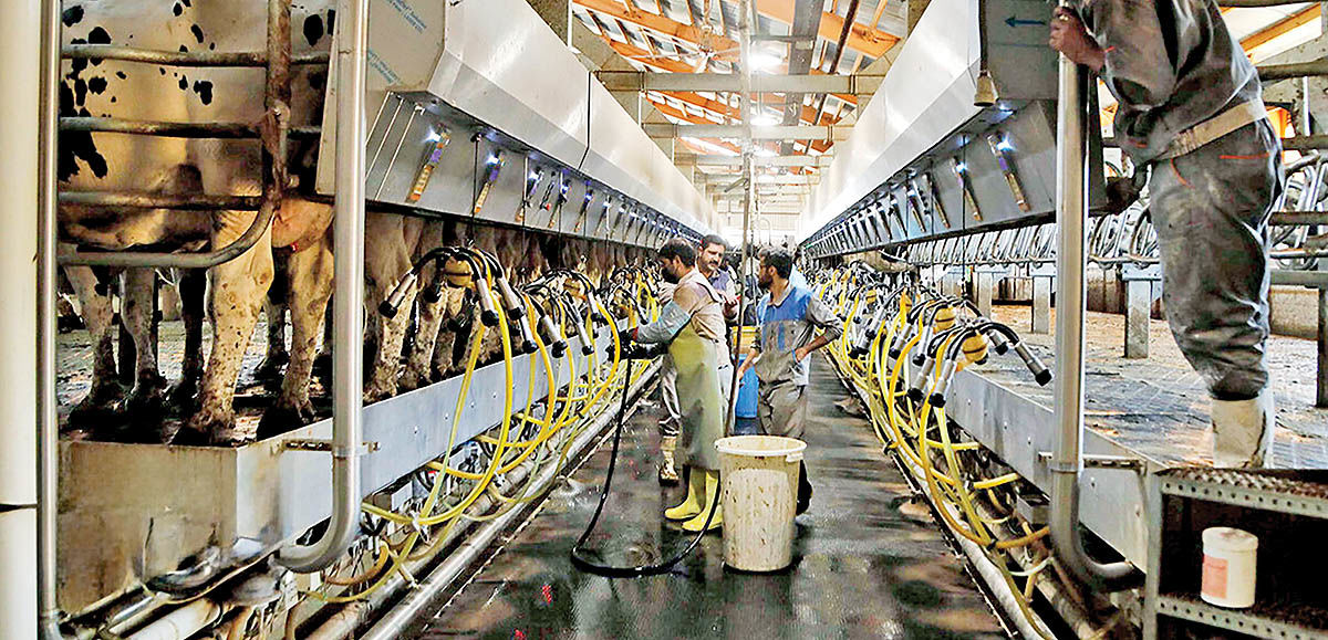 ریشه‌های رشد نمایی قیمت شیر