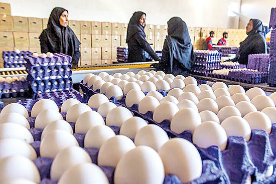 کاهش قیمت تخم‌مرغ درب مرغداری