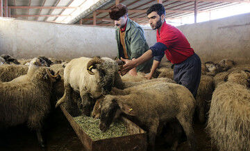 فوری / قیمت گوسفند قربانی اعلام شد