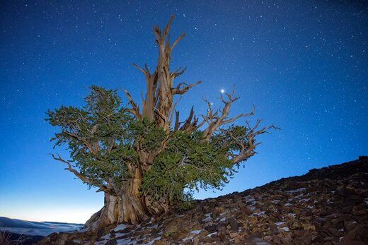 پیرترین درخت زنده‌ی دنیا کشف شد+عکس