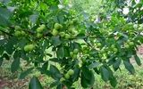 حراج بزرگ زمستانی نهال در نهالستان امیرپور؛ خرید مقرون به صرفه و باکیفیت! زمان محدود، عجله کنید!