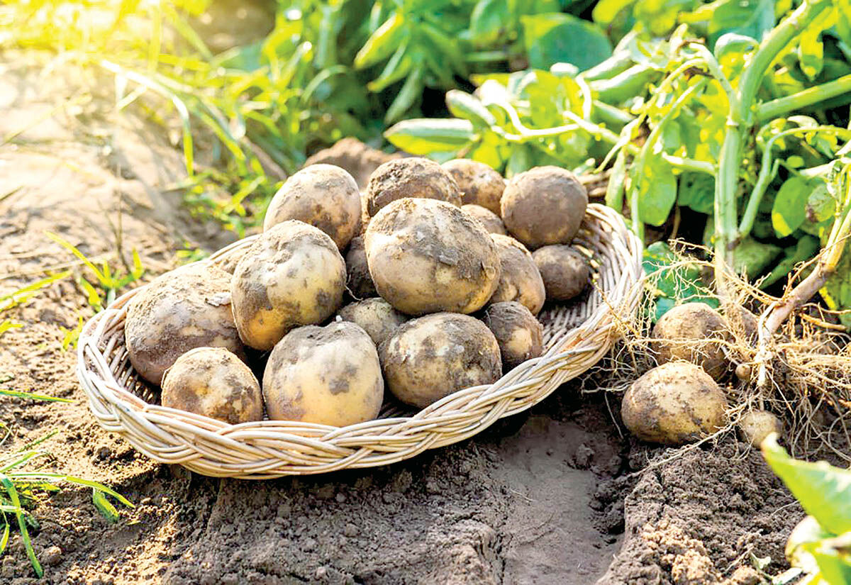 سیب‌زمینی در گودال چالش 