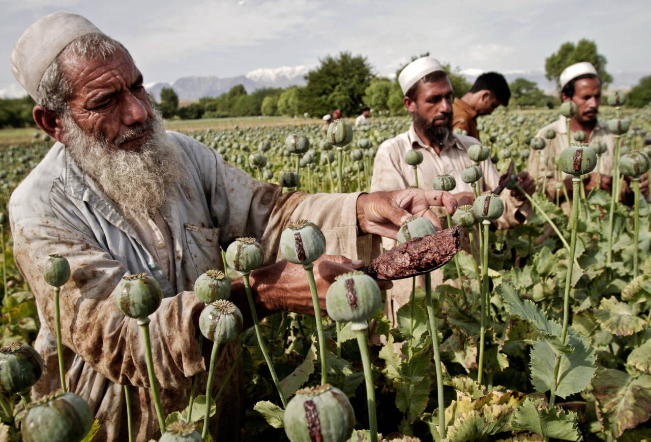 طالبان بازار جهانی را به هم ریخت/ قیمت تریاک سر به فلک کشید